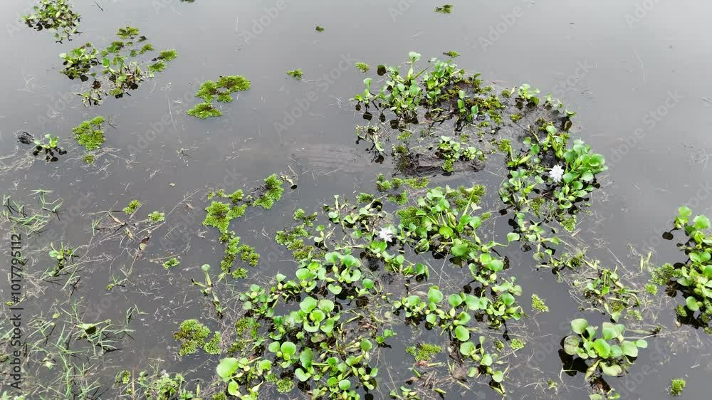 Crocodiles relax in the swamps of Vietnam Crocodiles relax in the swamps of Vietnam