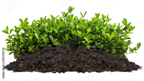 Bush with soil clip art photo