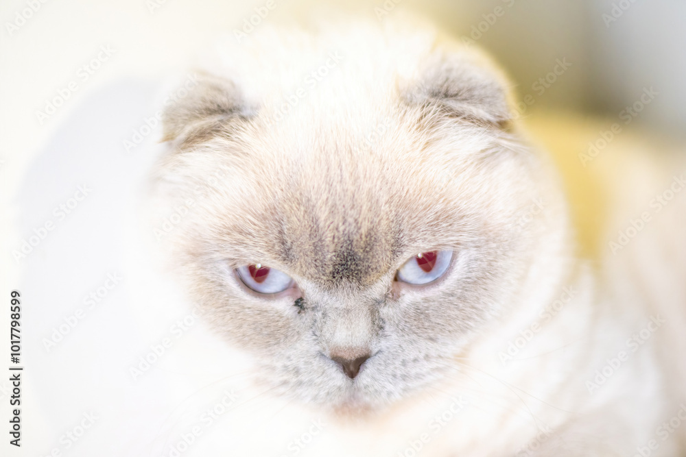 Cat, Portrait, Closeup - White Scottish Fold with Red Eyes Looking Directly at Camera. Cat, Portrait, Closeup - White Scottish Fold with Red Eyes Looking Directly at Camera.