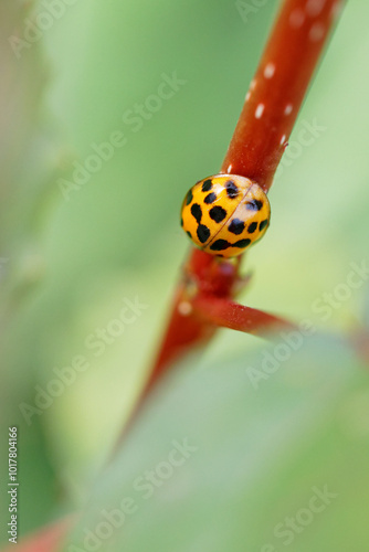 coccinelle photo