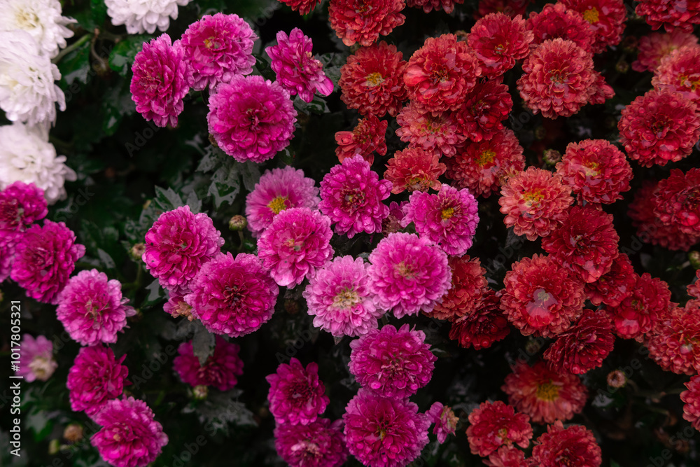 A vibrant display of pink and red chrysanthemums blooming in a garden during autumn A vibrant display of pink and red chrysanthemums blooming in a garden during autumn