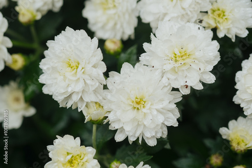 Beautiful white flowers blooming gracefully in a lush garden during springtime