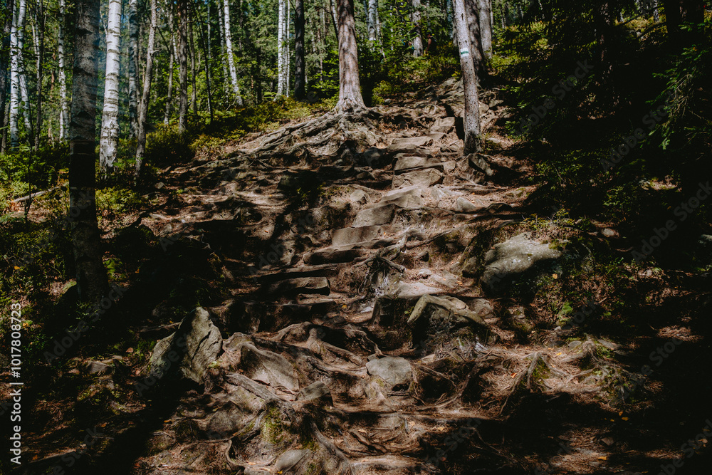 A rocky and root-laden trail winding through a dense forest during the late afternoon sun A rocky and root-laden trail winding through a dense forest during the late afternoon sun