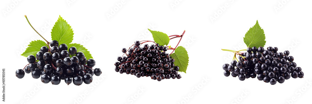 set of Elderberries with twig and leaf set of Elderberries with twig and leaf