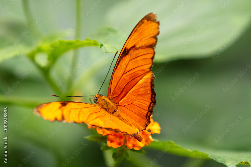 Julia butterfly (Dryas iulia) also known as the flambeau butterfly Julia butterfly (Dryas iulia) also known as the flambeau butterfly