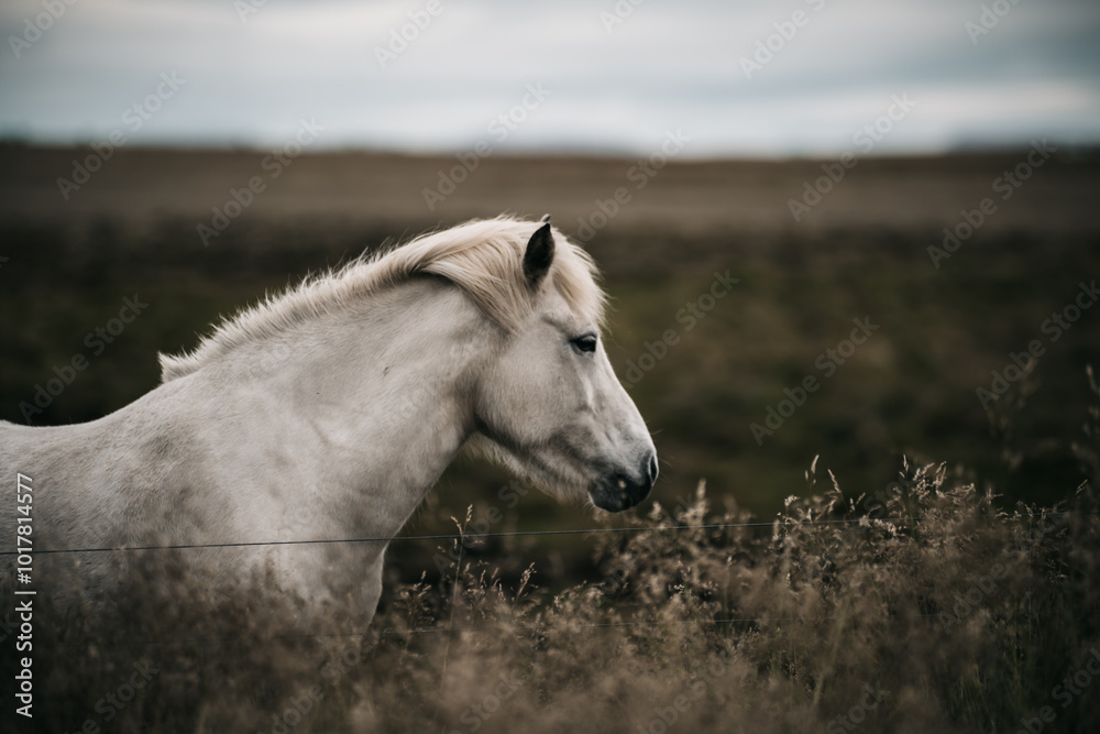 Beautiful White Icelandic wild horse in the field Beautiful White Icelandic wild horse in the field