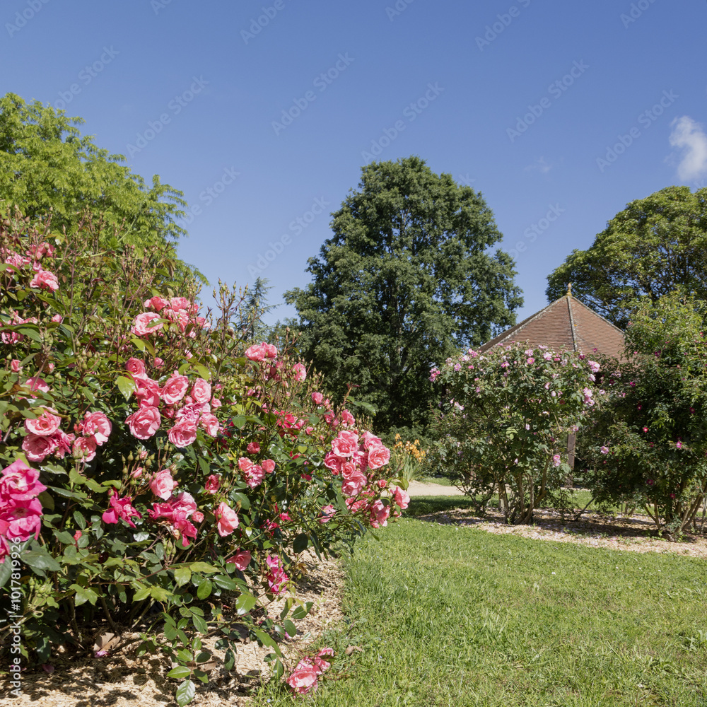 Fototapeta premium Roseraie d'un parc floral 