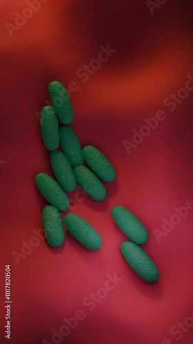 Salmonella enterica typhimurium bacteria. This flagellated Gram-negative bacterium is a major cause of food poisoning in humans, most commonly caught from infected pork, poultry and eggs photo