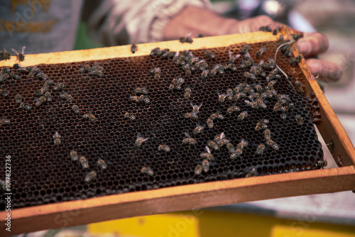 Beekeeper working on a hive at honey farm