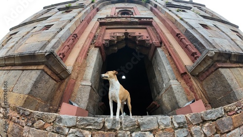 Canvas Print A stray dog poses at the monuments in Lodhi Garden, Delhi, India, depicted in a