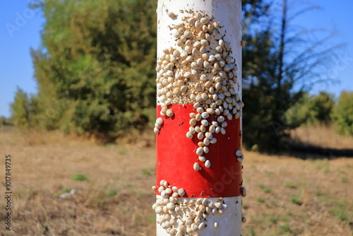 White Garden Snails Theba pisana on a traffic sign. Provence, Southern France, Europe photo