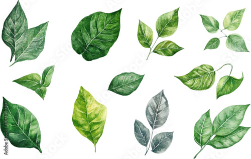 Watercolor tropical leaves set, green leaves and plants illustration isolated on white background