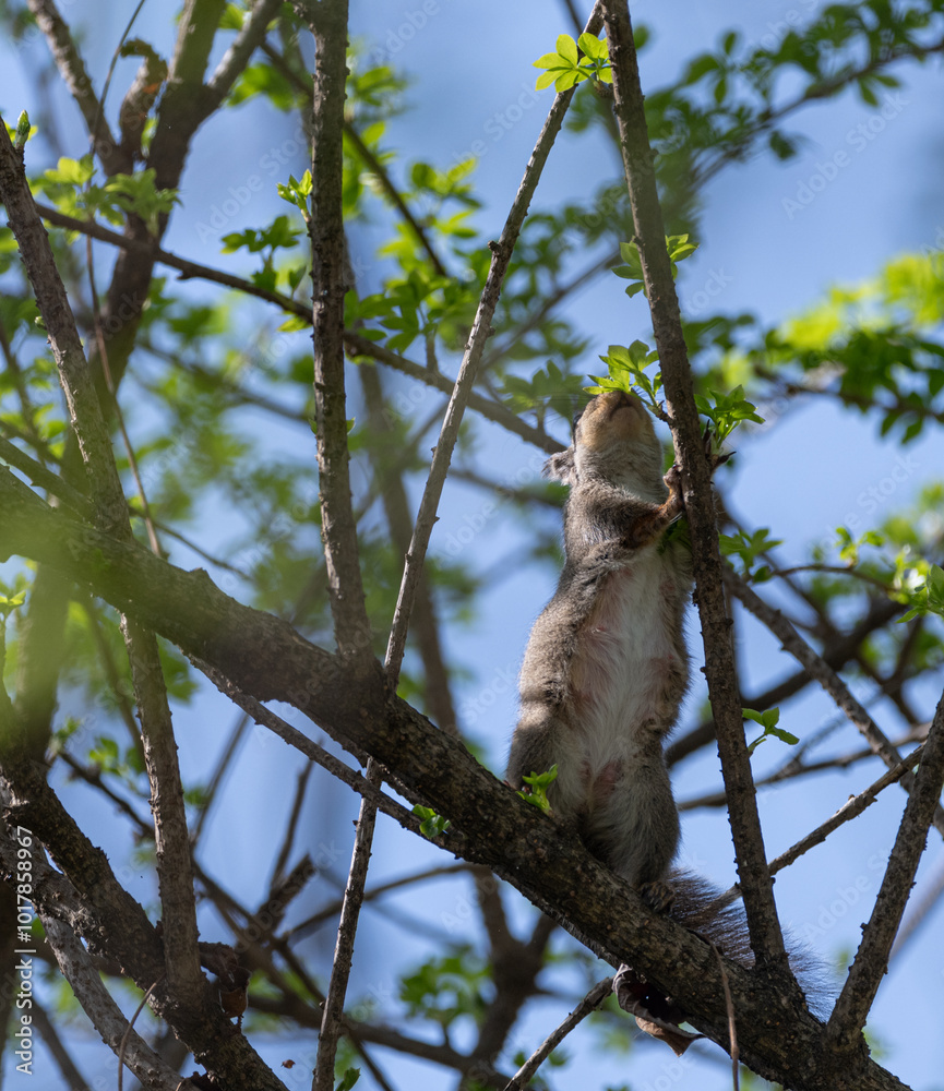 Fototapeta premium 木に登るニホンリス