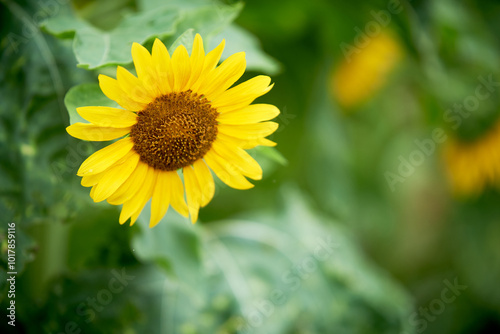 Golden Green fields of sunflowers