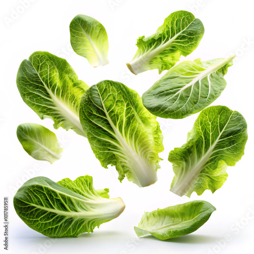 cabbage isolated on white background. food, vegetable, leaf, lettuce, salad, cabbage, isolated, healthy, spinach, fresh, organic, leaves, ingredient, plant, raw, diet, white, nature, vegetarian, agric photo