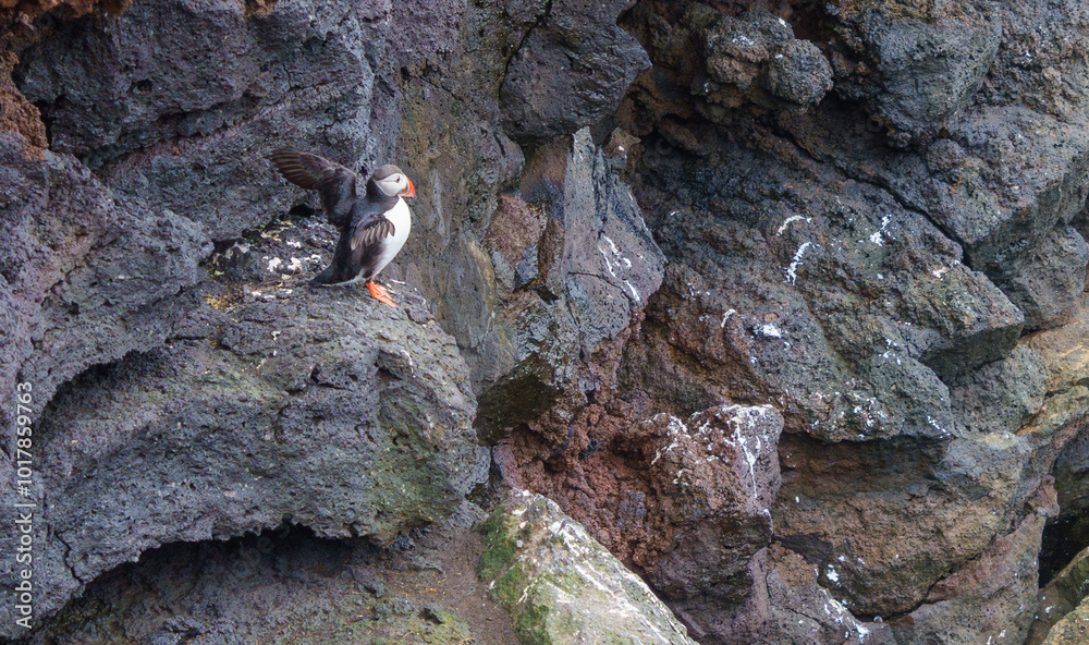 Puffin standing on rocky cliffside Puffin standing on rocky cliffside