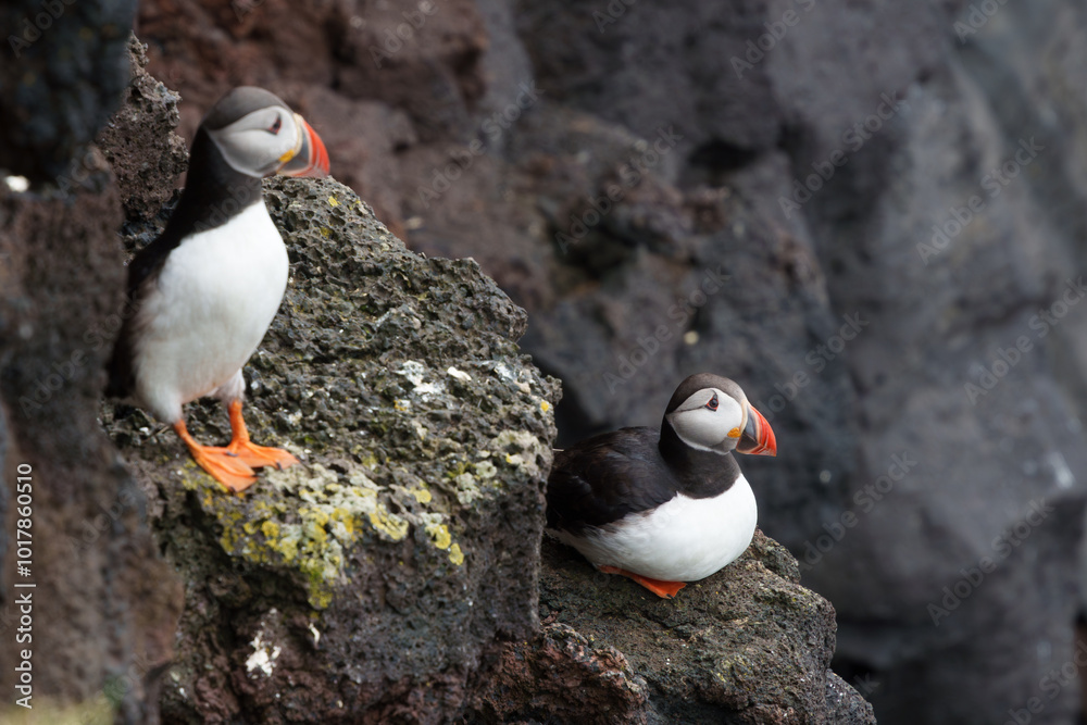Fototapeta premium Two puffins perched on volcanic rocks in Iceland