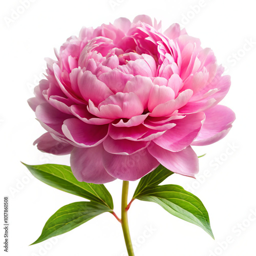 pink peony flower. flower, pink, dahlia, nature, peony, plant, flowers, garden, summer, beauty, blossom, isolated, bloom, flora, petal, petals, white, spring, closeup, rose, close-up, floral, beautifu