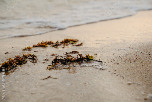 Algae on the seashore. Sunset. Sandy seashore.