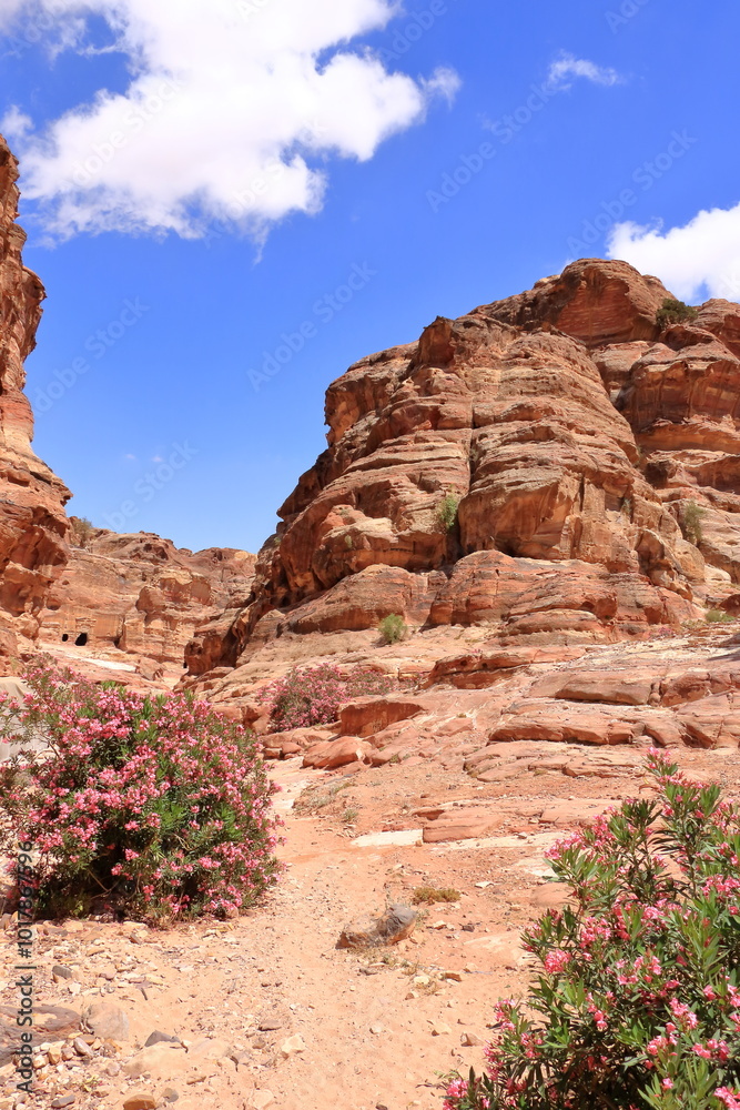 Beautiful blooming oleander bush by tourist trail in Nabataean ancient town Petra, Jordan Beautiful blooming oleander bush by tourist trail in Nabataean ancient town Petra, Jordan