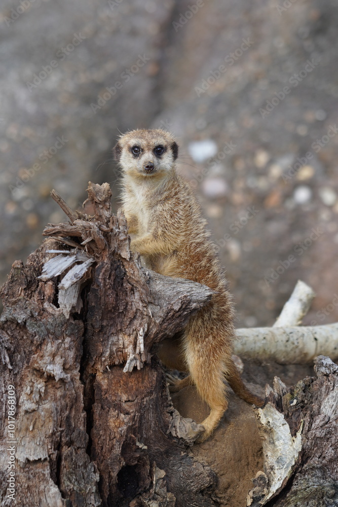 Fototapeta premium Meerkat