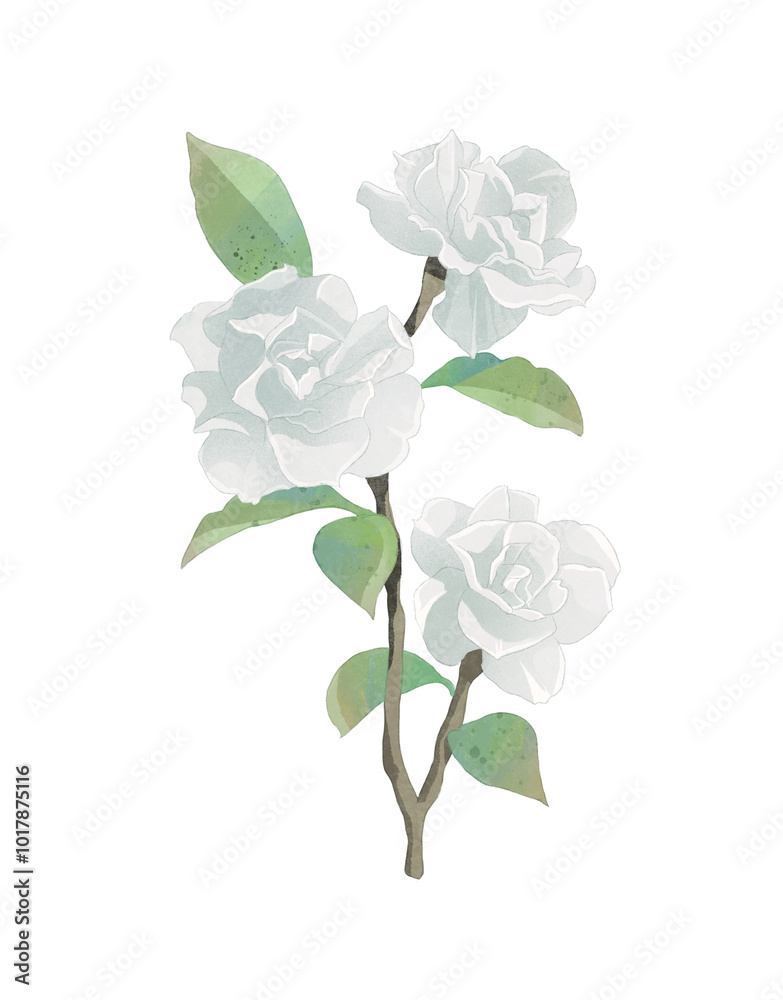 Obraz premium single white rose