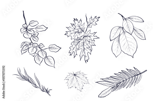 a set of hand drawings of branches and leaves of maple, Mandurah walnut, oak, willow, aspen, bird cherry vector