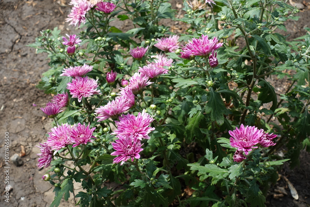Early flowers of pink Chrysanthemums in July Early flowers of pink Chrysanthemums in July