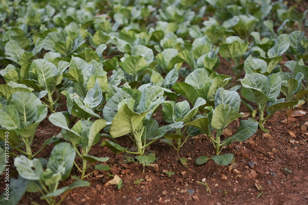 Growing Chinese kale vegetable or Chinese Broccoli Plants (Brassica oleracea var. alboglabra). They are green crop that grows on on the ground. Growing Chinese kale vegetable or Chinese Broccoli Plants (Brassica oleracea var. alboglabra). They are green crop that grows on on the ground.