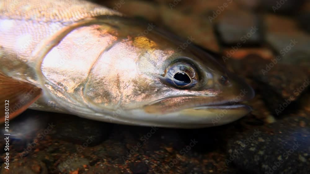 Japanese stream fish is very beautiful
