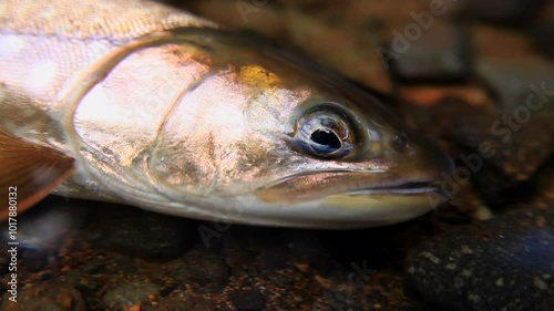 Japanese stream fish is very beautiful