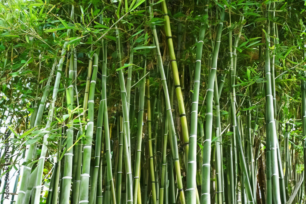 Bamboo trees in the tropics in nature. Green plant concept. Close up of a bamboo tree in tropical rainforest. Close up of a tree and bamboo in tropical tropics lifestyle. Bamboo trees in the tropics in nature. Green plant concept. Close up of a bamboo tree in tropical rainforest. Close up of a tree and bamboo in tropical tropics lifestyle.