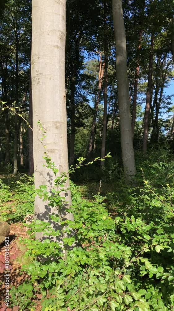 Trees with green lush foliage and leaves in a forest, tree trunks and branches, natural wilderness, vertical video Trees with green lush foliage and leaves in a forest, tree trunks and branches, natural wilderness, vertical video