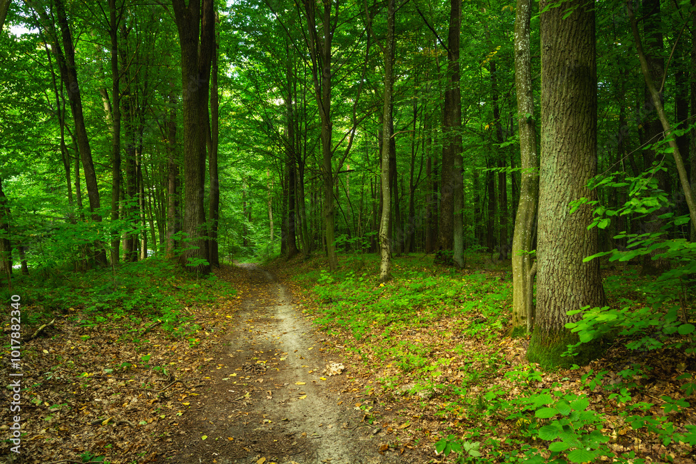 A path through a green deciduous forest, eastern Poland A path through a green deciduous forest, eastern Poland