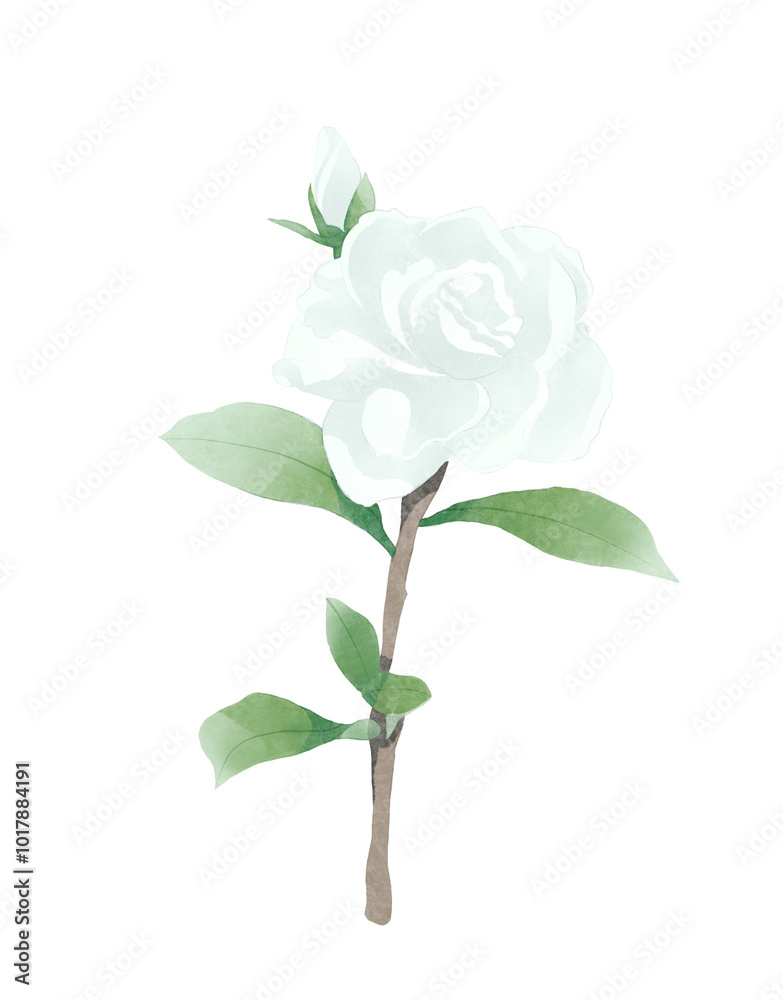 Obraz premium single white rose