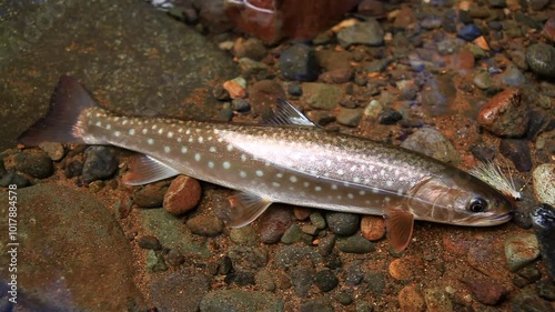 Japanese stream fish is very beautiful