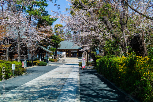 Cherry blossoms in full bloom at Shoin Shrine in Setagaya, Tokyo