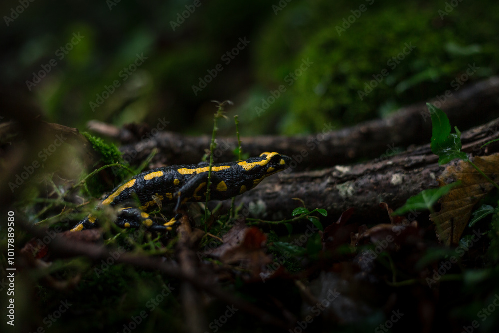 salamandre tachetée salamandre tachetée