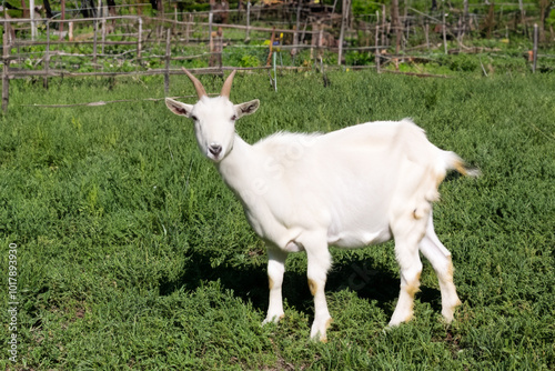 Goat in green and white in field. little grazing young concept. a white horned goat on a green field. a white goat with horns on a green lifestyle field.