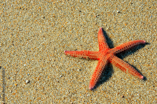 Starfish the sand a beach. view travel concept concept. a big starfish lies on the sand on a beach. starfish and orange lying on the sand on the beach lifestyle. photo