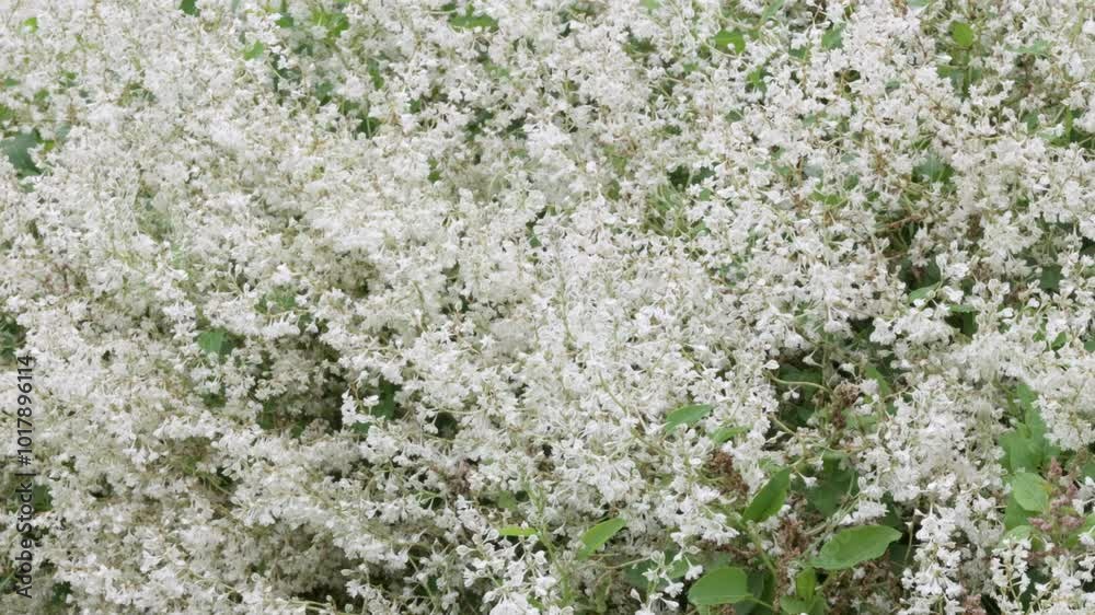 Dense Cluster of White Blossoms in Full Bloom in windy Rainy Weather. Dense Cluster of White Blossoms in Full Bloom in windy Rainy Weather.
