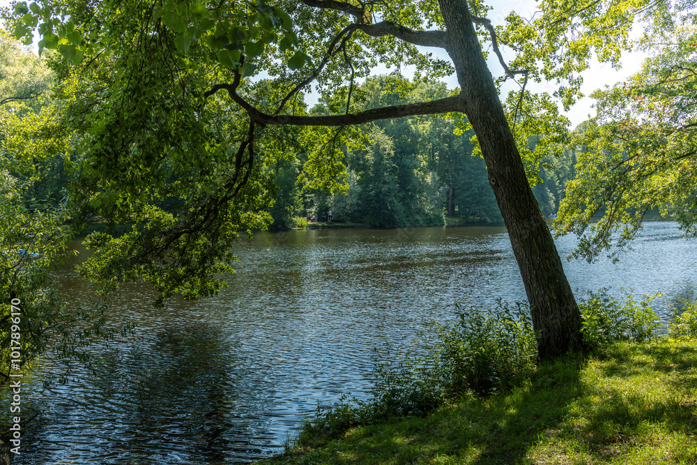 A tree is next to a body of water A tree is next to a body of water