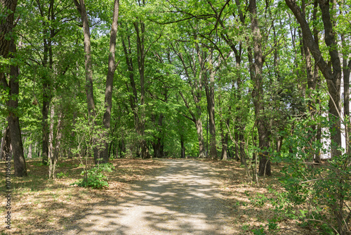 A path through a forest with trees on either side