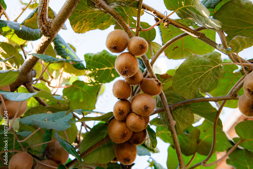 Many Kiwi fruits growing on the tree in the garden, Italy