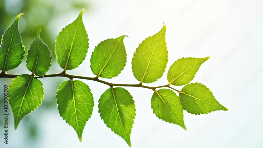 Vibrant Green Leaves on Branch: Nature's Elegance for Eco-Friendly Branding, Wellness Products, or Botanical Illustrations Vibrant Green Leaves on Branch: Nature's Elegance for Eco-Friendly Branding, Wellness Products, or Botanical Illustrations