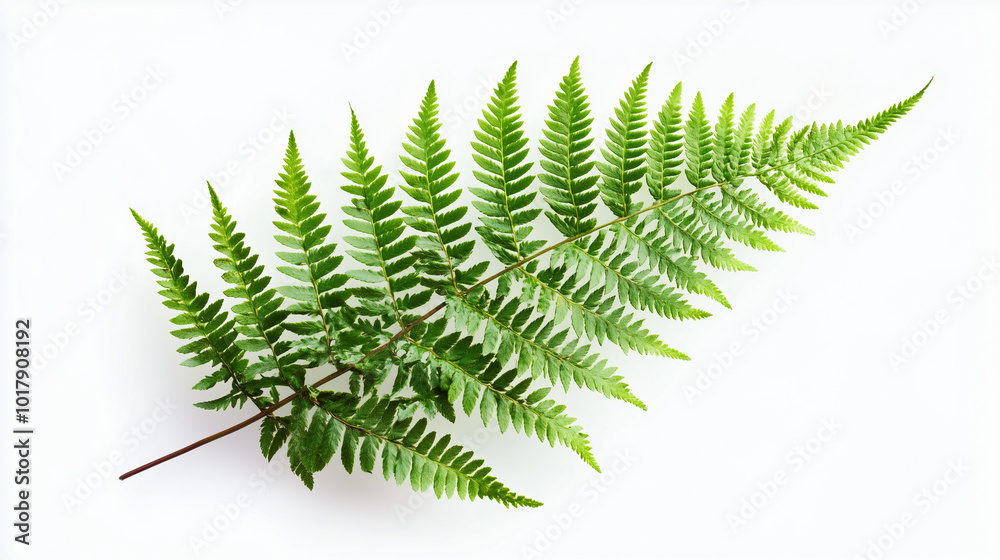 Fern leaf isolated on white background