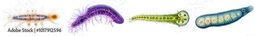 A single Volvox cell showing its biflagellate structure, isolated on transparent