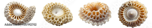 Foraminifera with its calcium carbonate shell