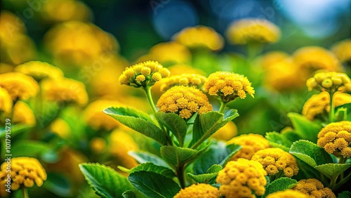 Lush green plant showcasing vibrant yellow flowers against a soft blurred background in nature