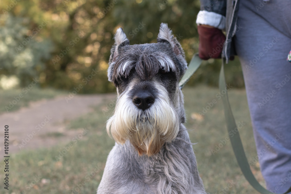 Mittel Schnauzer on a walk on a leash with his owner Mittel Schnauzer on a walk on a leash with his owner